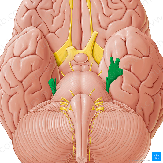 Trigeminal nerve (#6834)