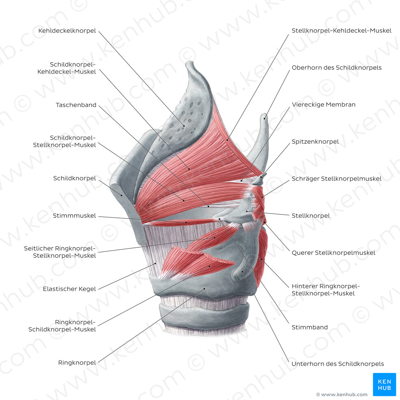 Muscles of the larynx: lateral view (German)