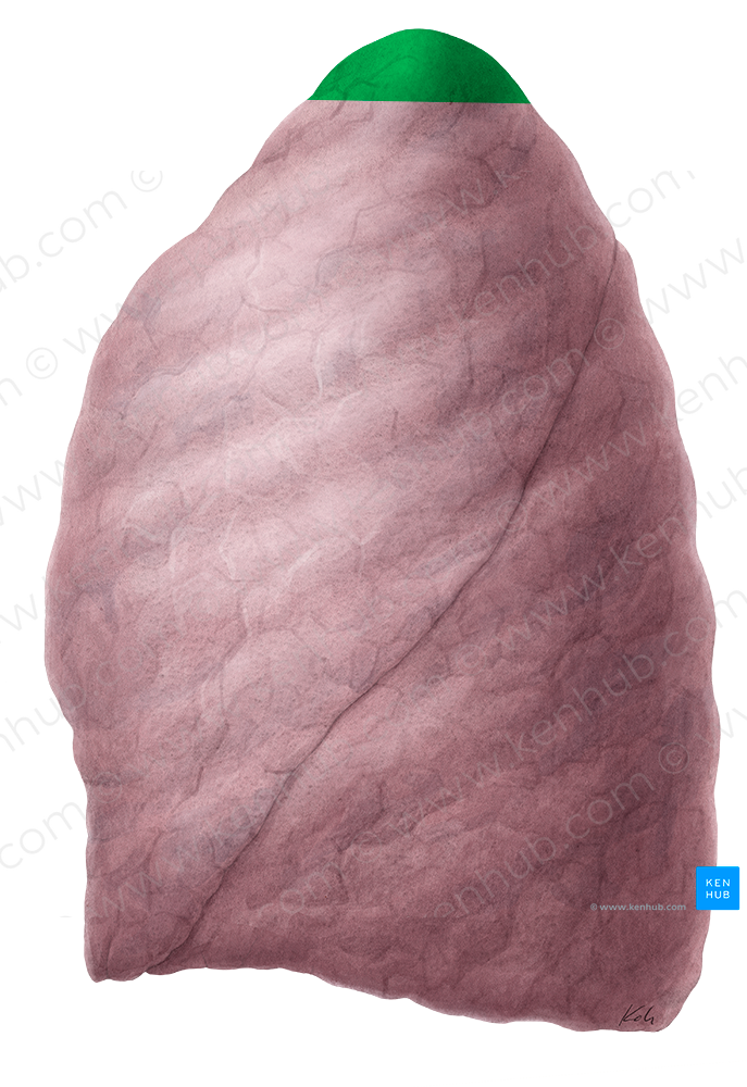 Apex of left lung (#772)