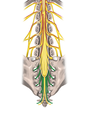 Spinal nerves S1-S5 (#6267)