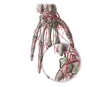 Dorsal carpal branch of ulnar artery (#20381)