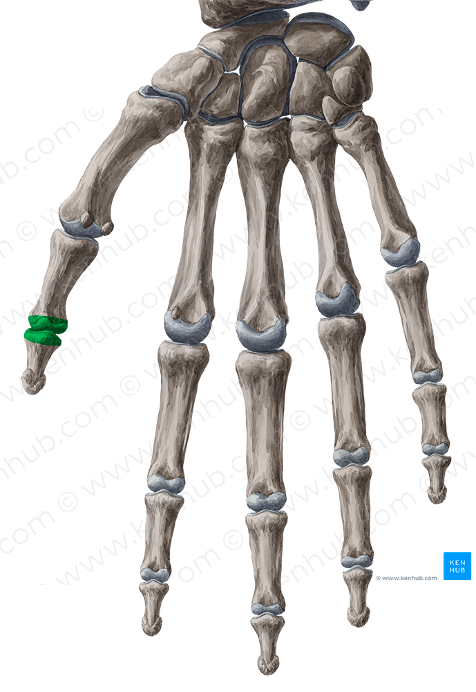 Interphalangeal joint of thumb (#2018)