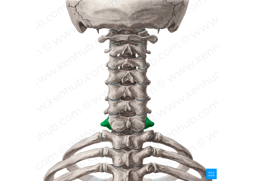Transverse process of vertebra C7 (#8350)