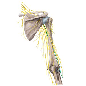 Musculocutaneous nerve (#21763)