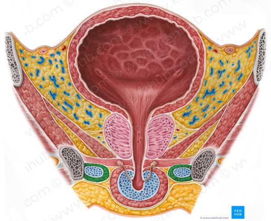 Ischiocavernosus muscle (male) (#5513)