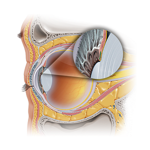 Sphincter pupillae muscle of iris (#20628)