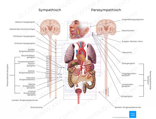 Autonomic nervous system (German)