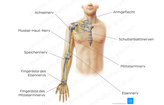 Main nerves of the upper limb - anterior (German)