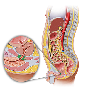 Male external urethral sphincter (#5983)