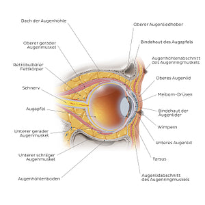 Eye in situ: sagittal section (German)