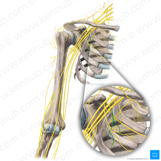 Medial pectoral nerve (#21668)