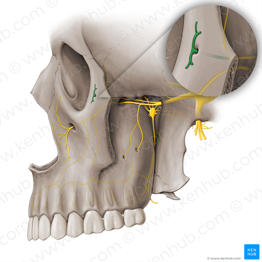 Zygomaticofacial nerve (#18485)