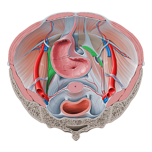 Lateral ligament of urinary bladder (#4565)