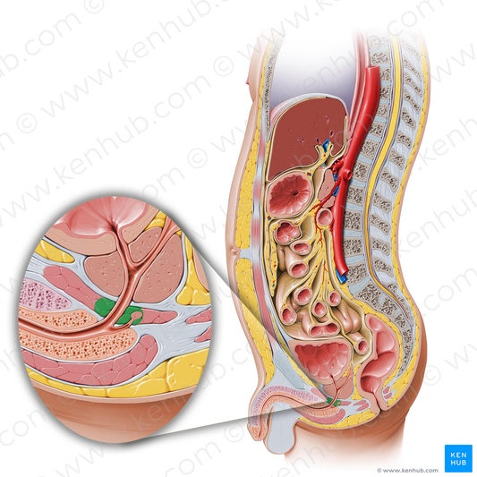 Male external urethral sphincter (#5983)