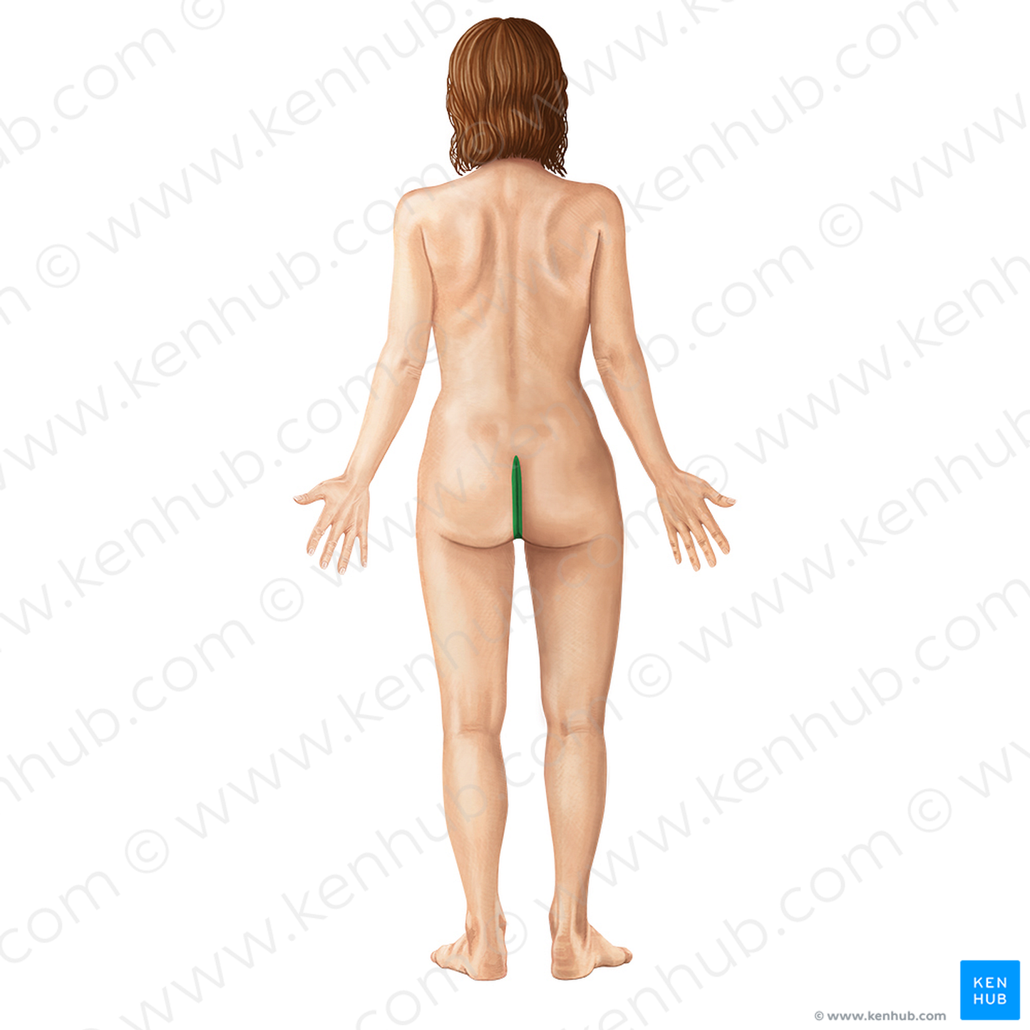Intergluteal cleft (#3089)