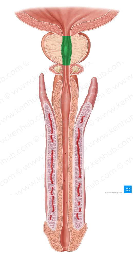 Prostatic part of urethra (#7765)