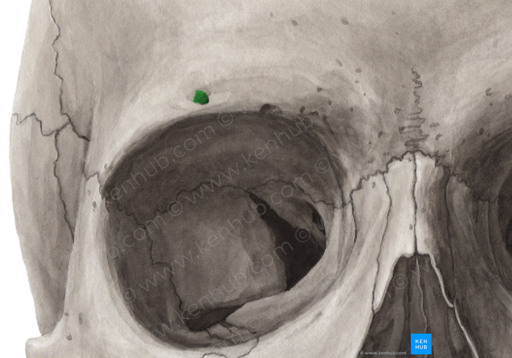 Supraorbital foramen of frontal bone (#4305)