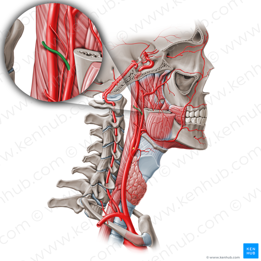 Posterior auricular artery (#889)