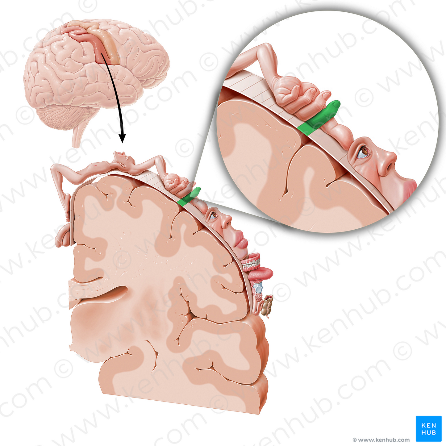 Sensory cortex of index finger (#11048)