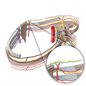 Perforating branches of internal thoracic artery (#19713)