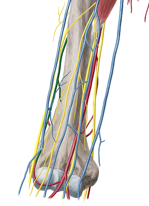 Radial collateral artery (#1070)