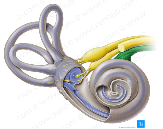 Cochlear nerve (#6358)