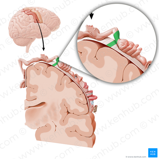 Sensory cortex of forearm (#11043)