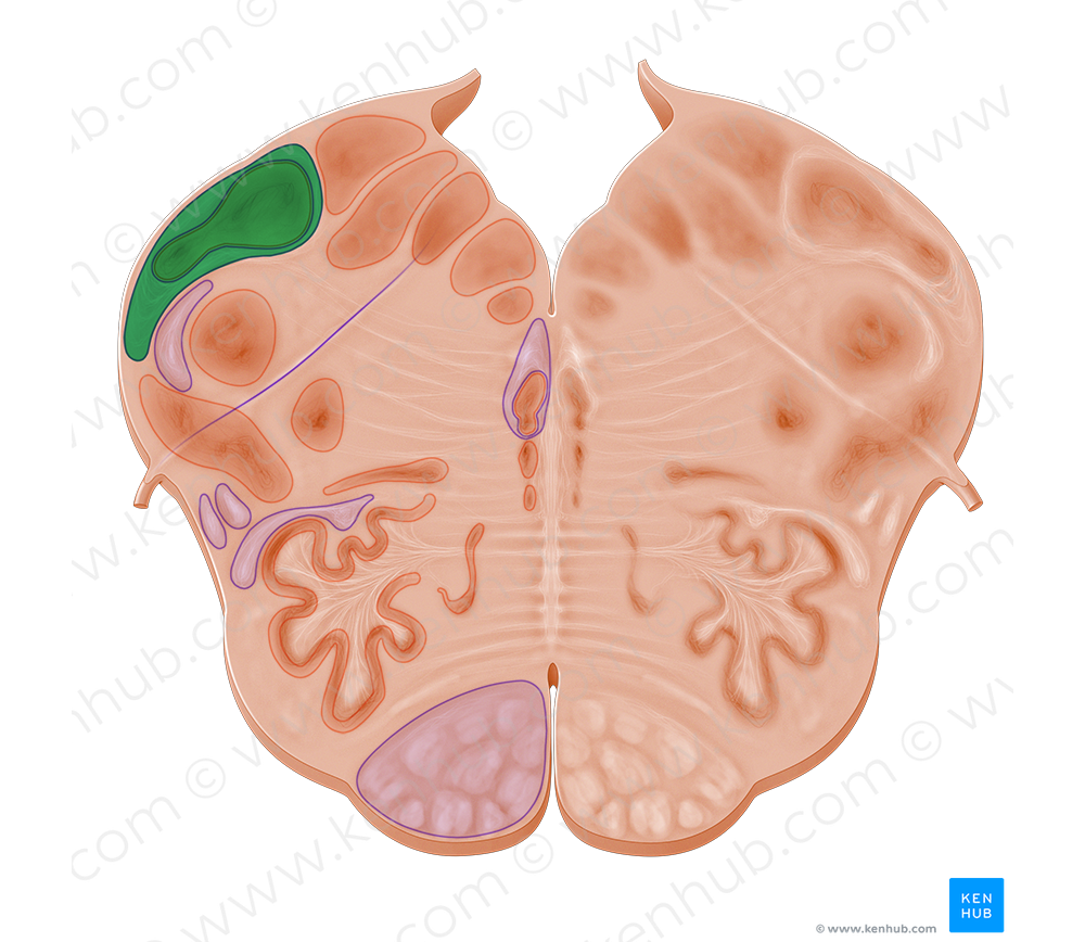 Inferior cerebellar peduncle (#10955)