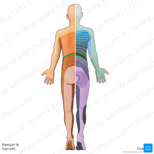 T12 dermatome (#20796)