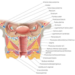 Uterus and vagina (Latin)