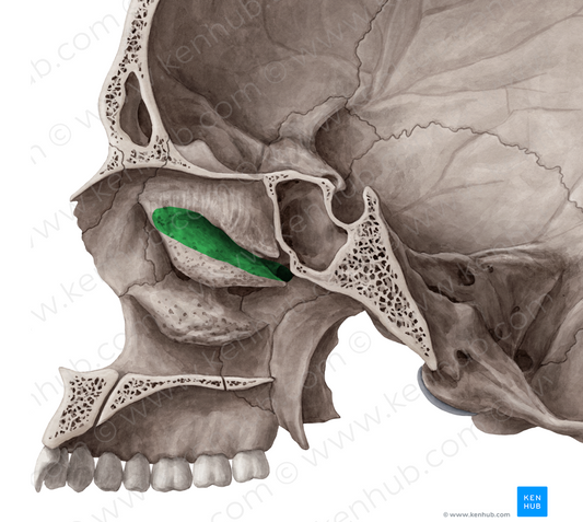 Superior nasal meatus (#4989)