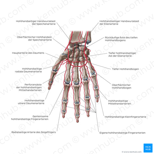 Arteries of the hand: Palmar view (German)