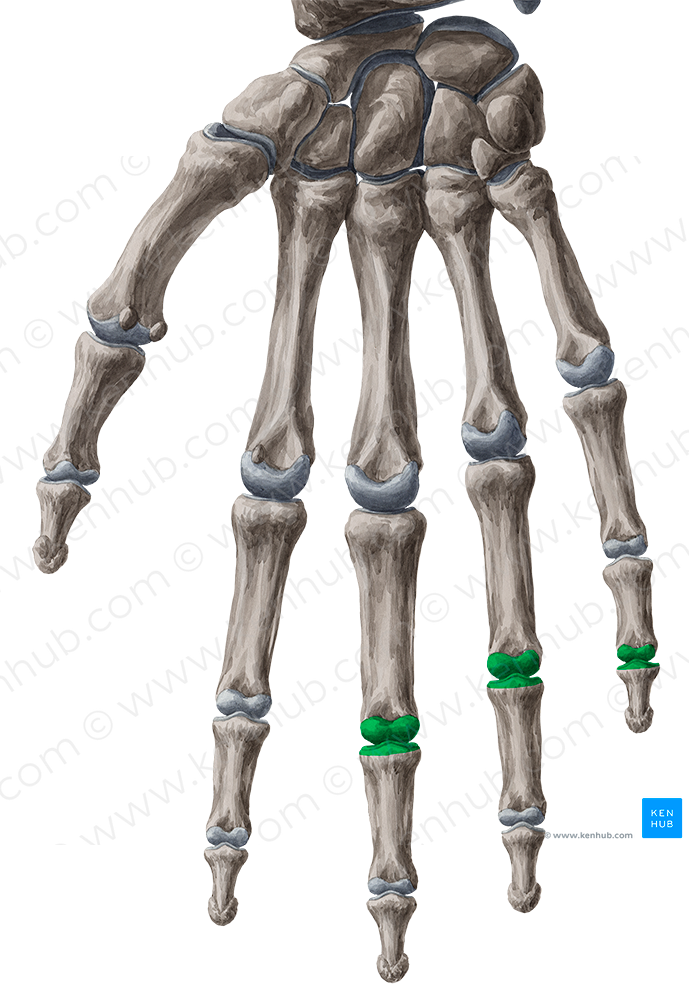 Proximal interphalangeal joints of 3rd-5th fingers (#2055)