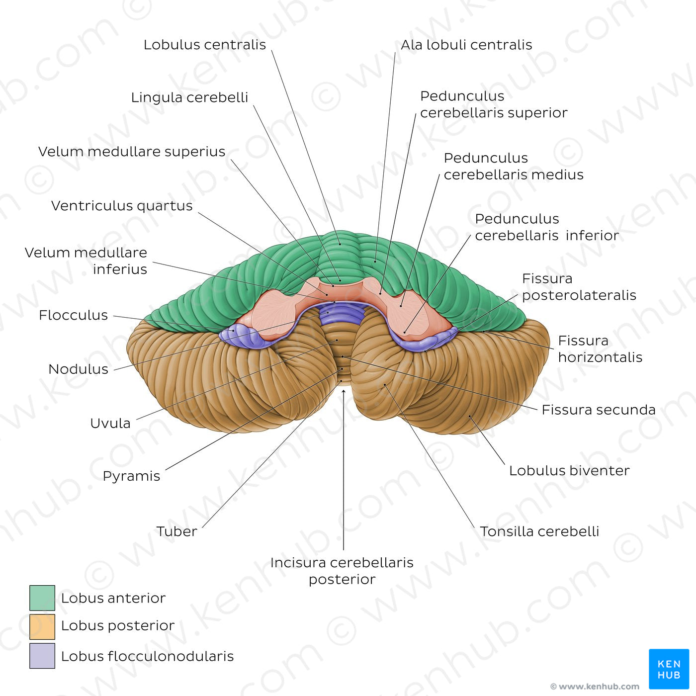 Cerebellum - Anterior view (Latin)