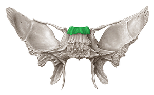 Dorsum sellae of sphenoid bone (#3288)