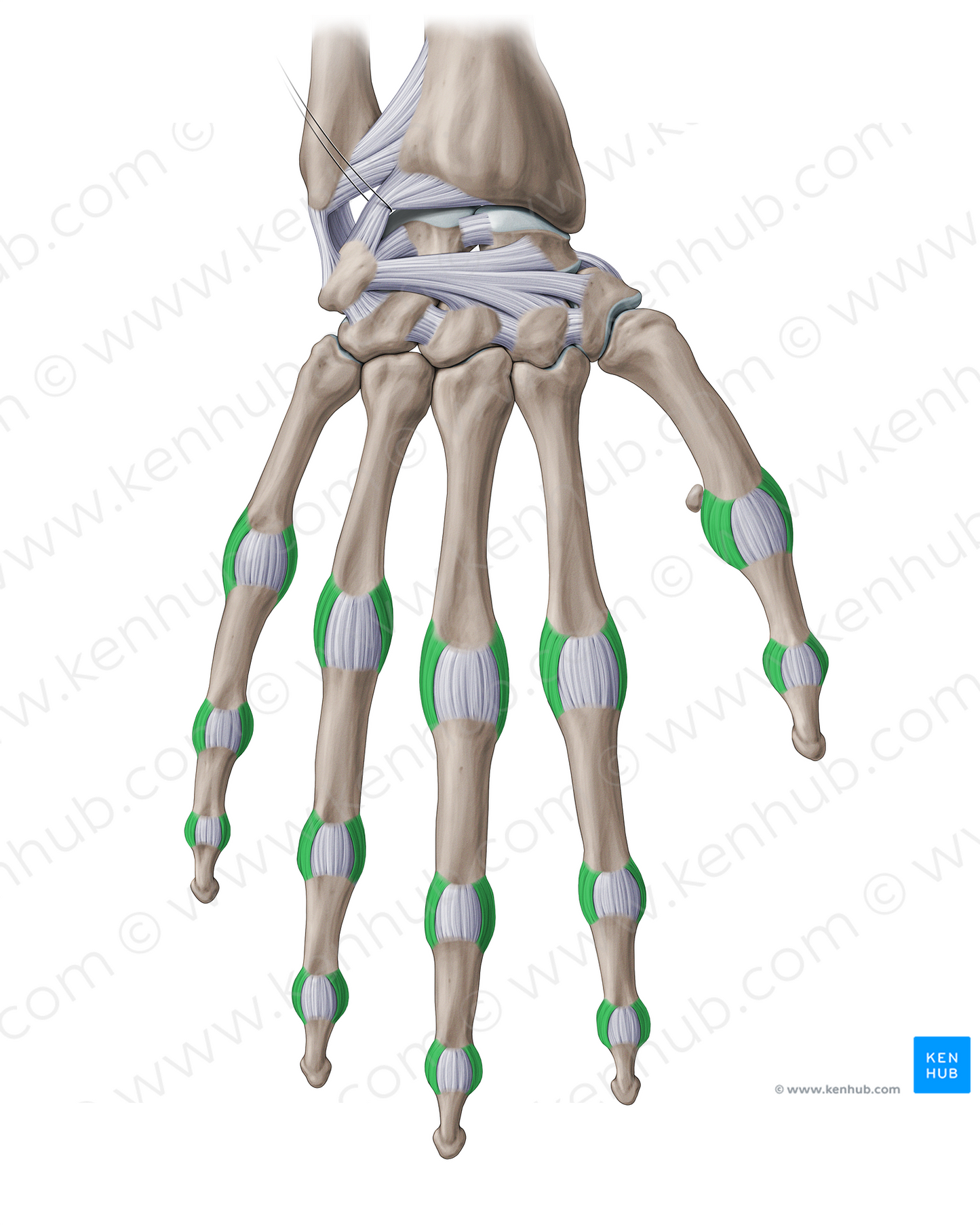 Proper collateral ligaments of hand (#20979)