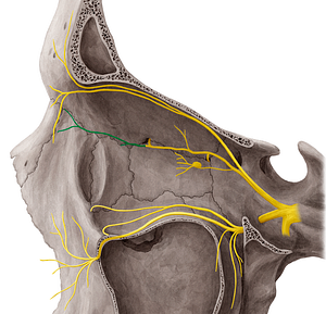 Infratrochlear nerve (#6488)