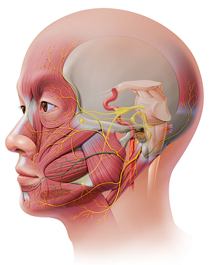 Buccal branches of facial nerve (#8477)