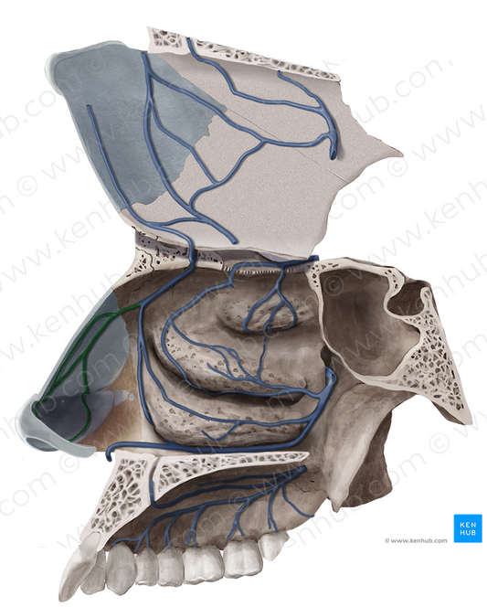 Lateral nasal branch of facial vein (#8760)