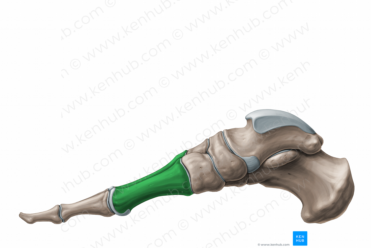 Metatarsal bones (#11237)