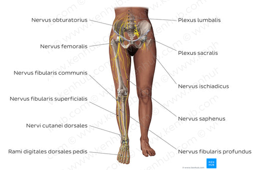 Main nerves of the lower limb - anterior (Latin)