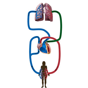 Pulmonary veins (#19834)