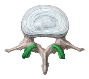 Superior articular process of vertebra (#8171)