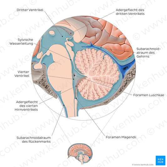 Ventricles and subarachnoid space of the brain (German)