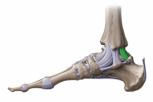 Posterior tibiotalar ligament (#11245)