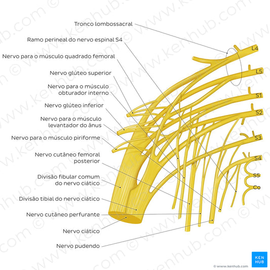 Sacral plexus (Portuguese)