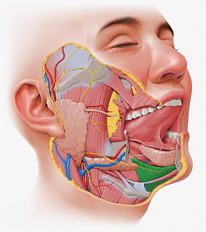 Mylohyoid muscle (#5625)