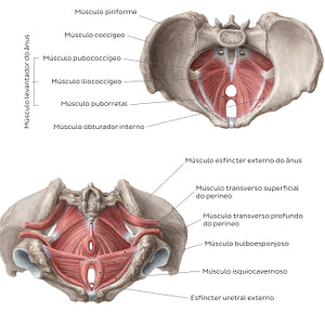 Muscles of the pelvic floor (Portuguese)