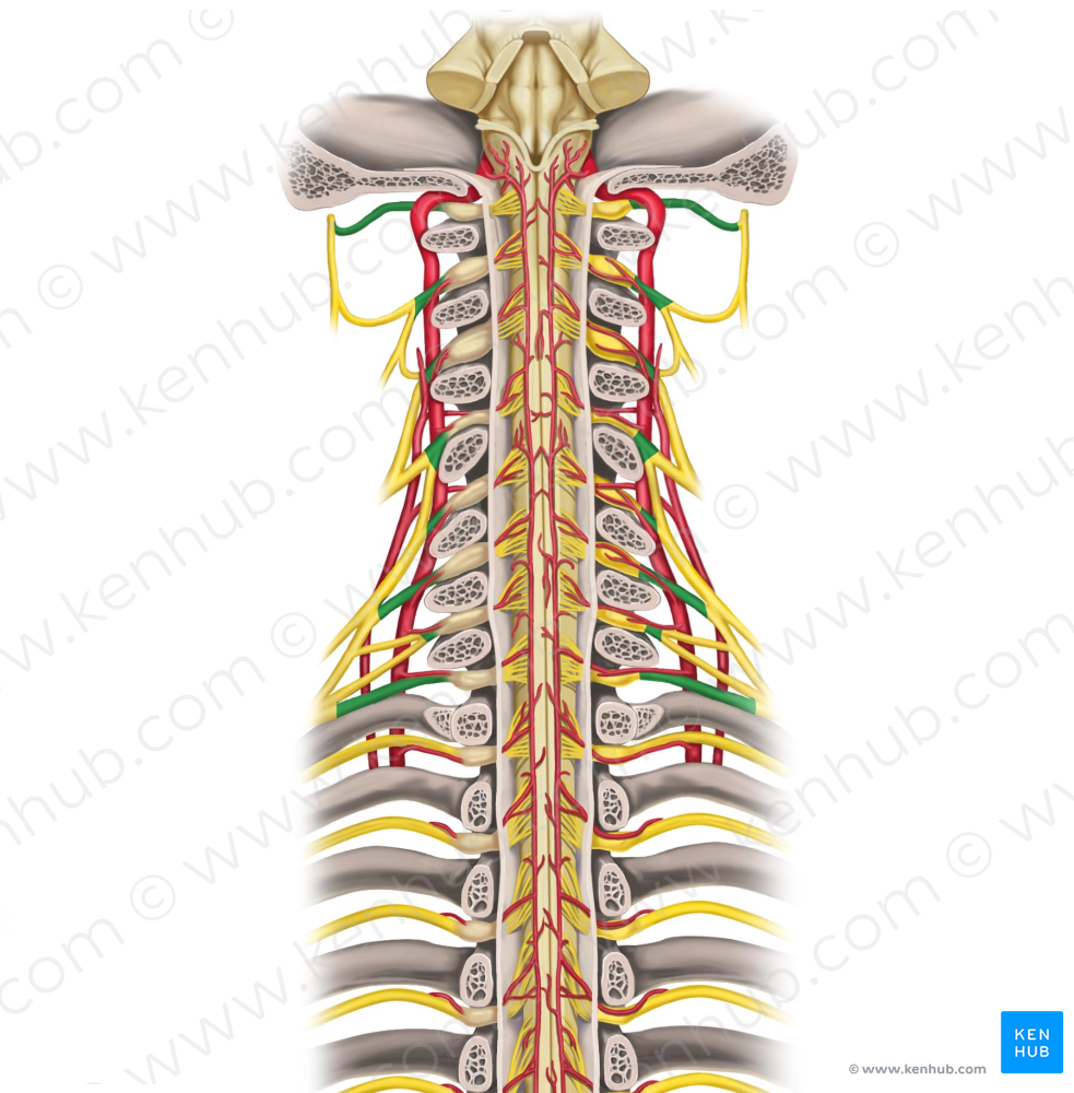Spinal nerves C1-C8 (#6199)
