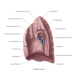 Medial view of the right lung (German)